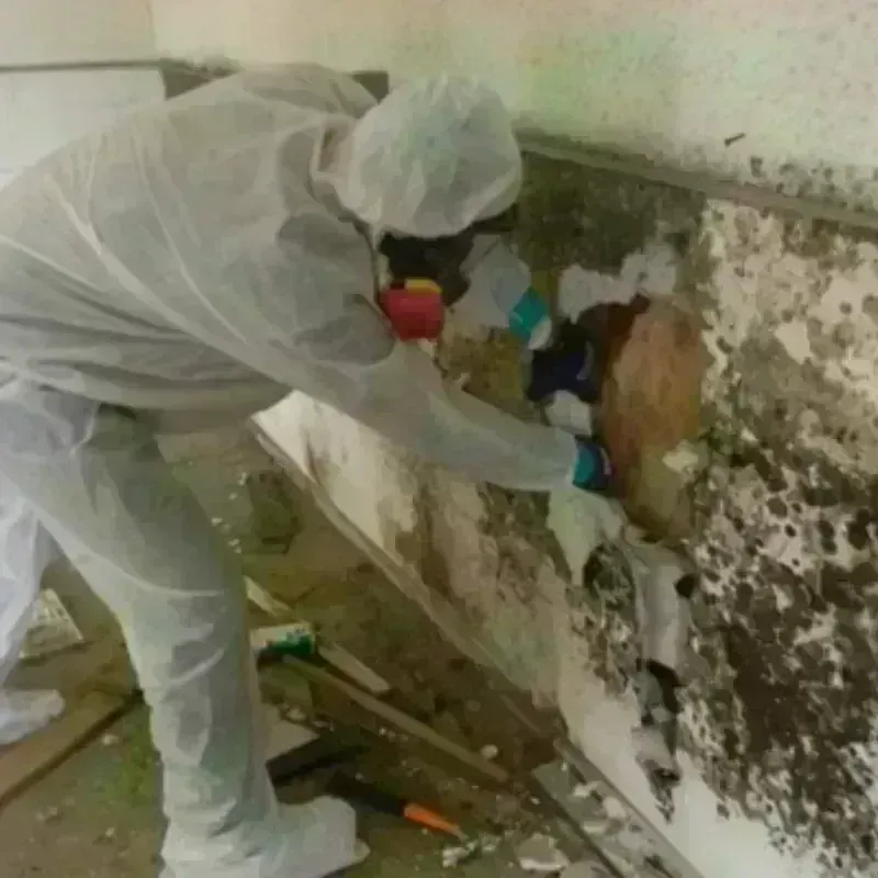 Mold Remediation and Removal in Homestead Meadows South, TX